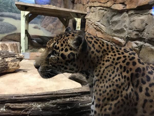 Elmwood Park Zoo | Quest for the Best